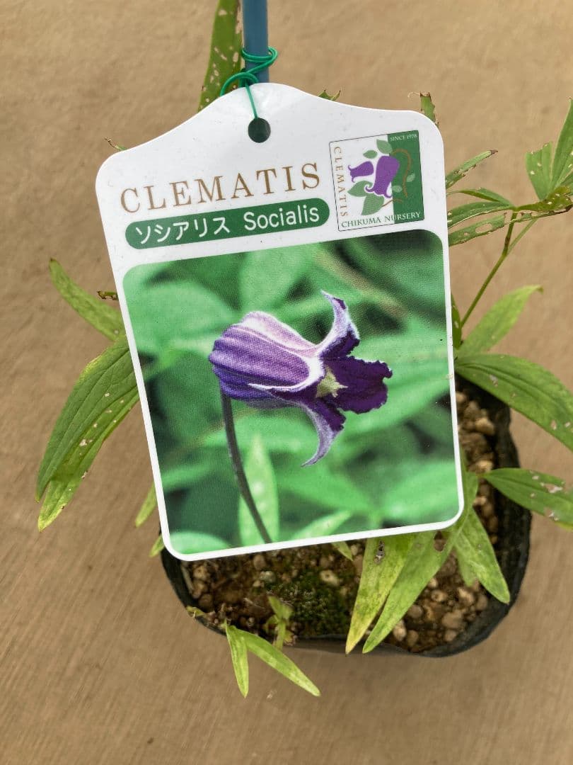 【確認用】クレマチス・ソシアリス・真紅・白菫・会津の風・押切・花筏・桃割・夕顔