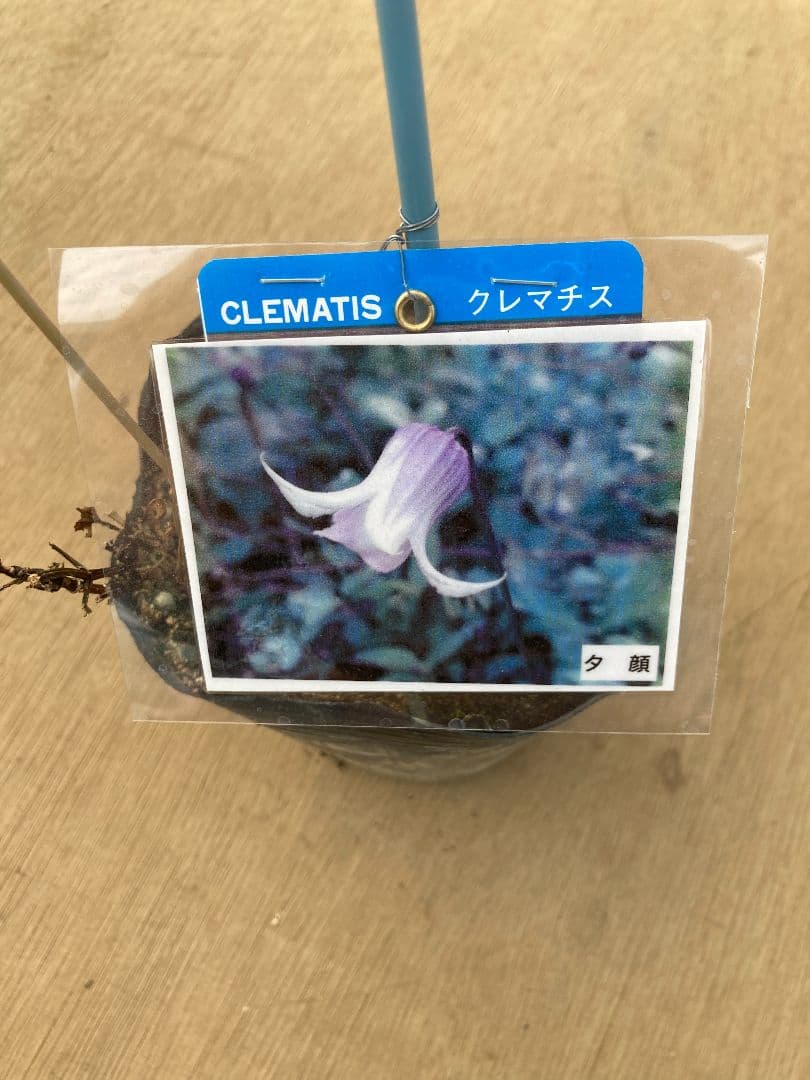 【確認用】クレマチス・ソシアリス・真紅・白菫・会津の風・押切・花筏・桃割・夕顔