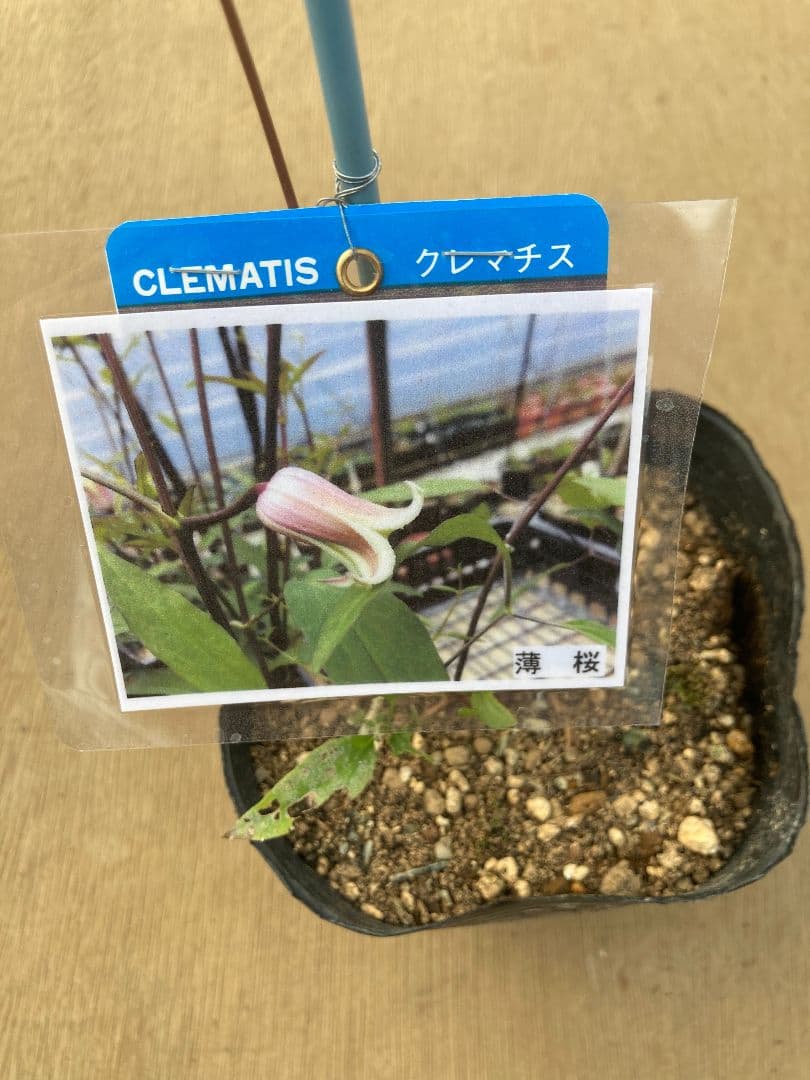 【確認用】クレマチス・ソシアリス・真紅・白菫・会津の風・押切・花筏・桃割・夕顔