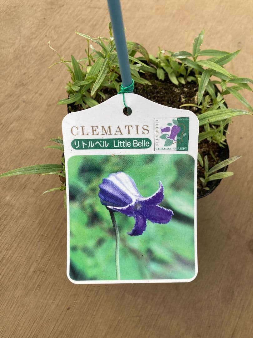 【確認用】クレマチス・ソシアリス・真紅・白菫・会津の風・押切・花筏・桃割・夕顔