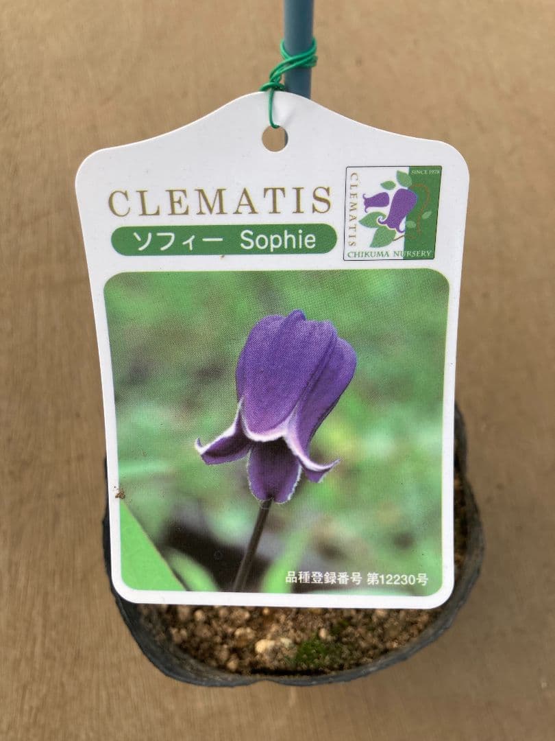 【確認用】クレマチス・ソシアリス・真紅・白菫・会津の風・押切・花筏・桃割・夕顔