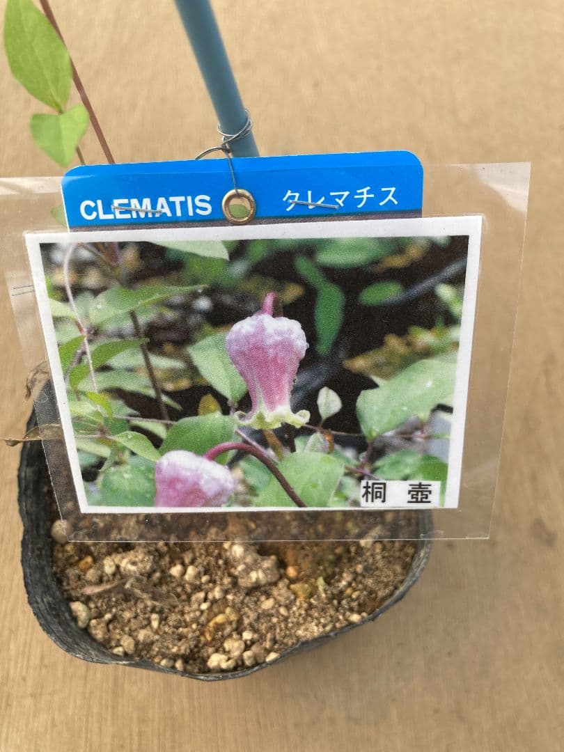 【確認用】クレマチス・ソシアリス・真紅・白菫・会津の風・押切・花筏・桃割・夕顔