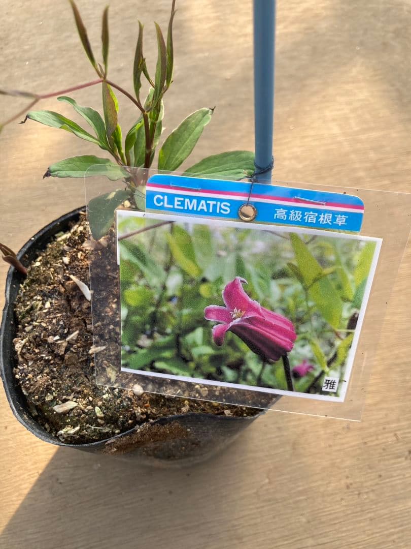 【確認用】クレマチス・ソシアリス・真紅・白菫・会津の風・押切・花筏・桃割・夕顔