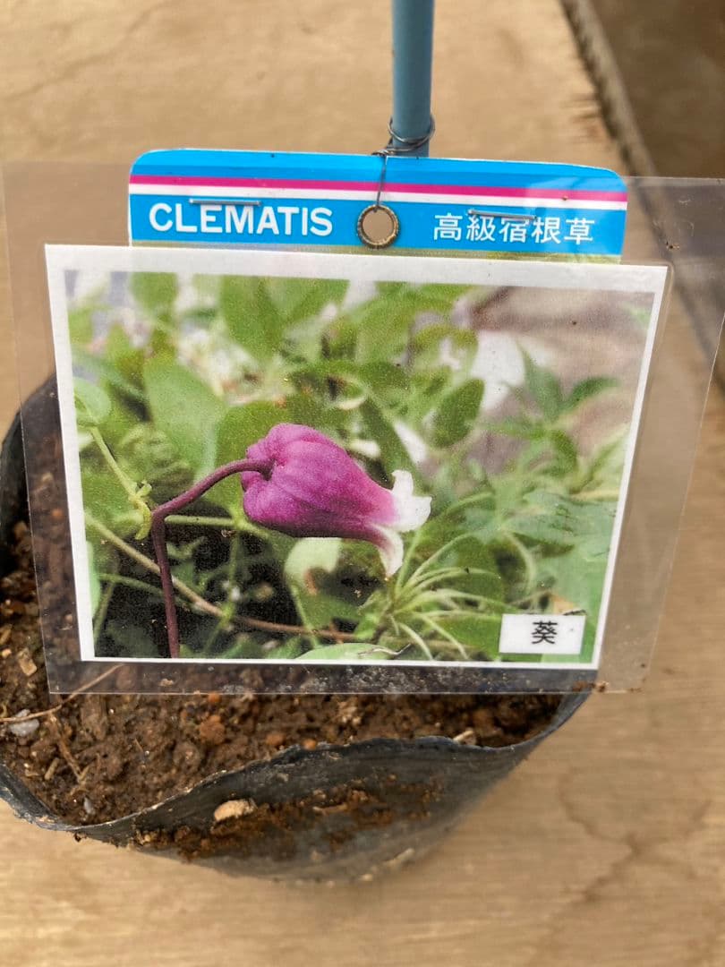 【確認用】クレマチス・ソシアリス・真紅・白菫・会津の風・押切・花筏・桃割・夕顔