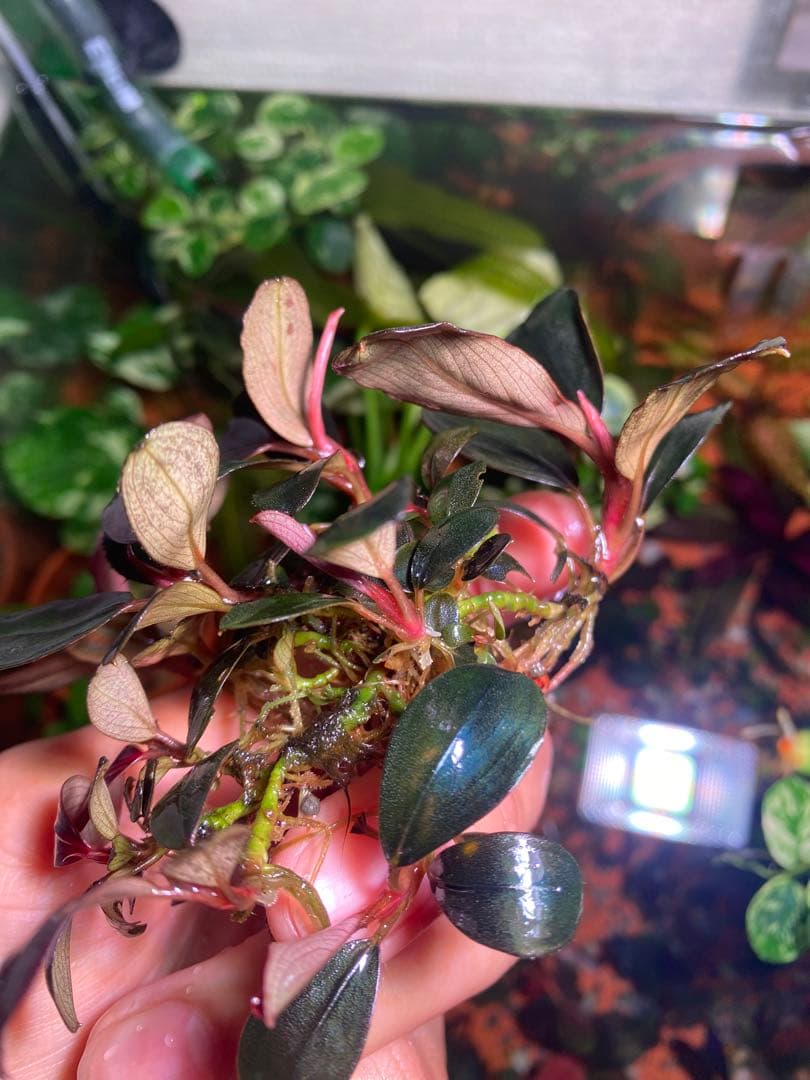 ブセファランドラ モンスターキング　大群生株