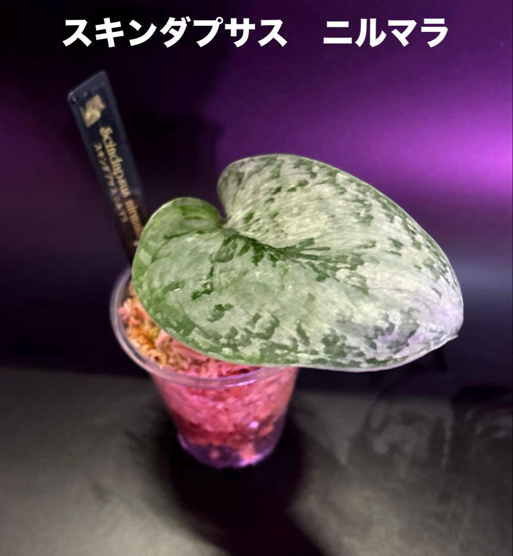 スキンダプサス　レア　セット　H2