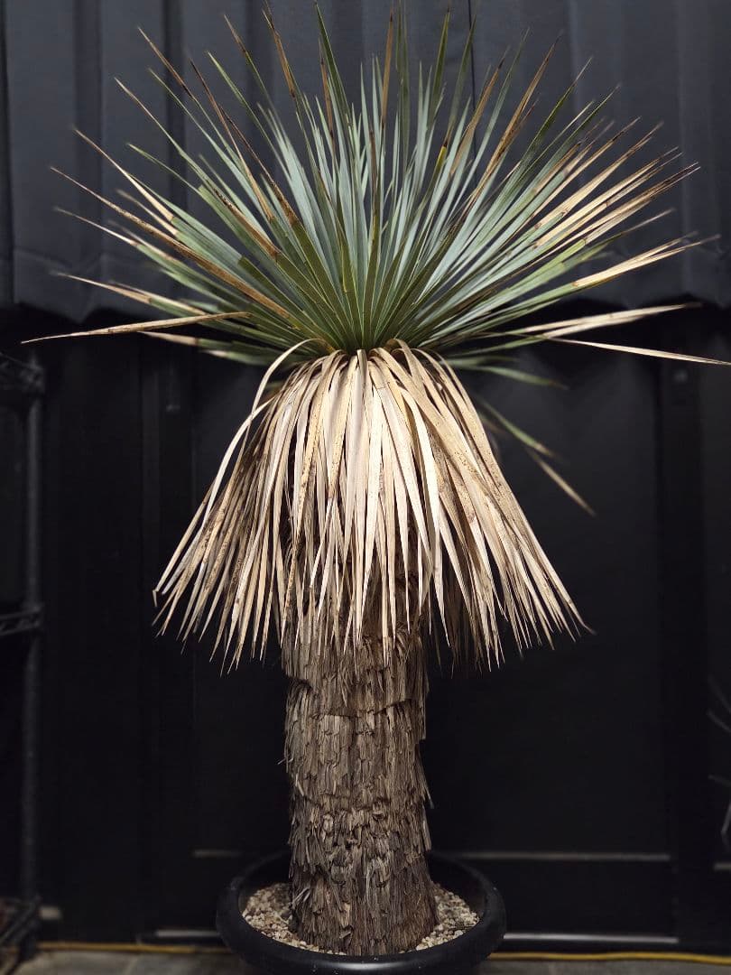 ユッカ ロストラータ (せ) ブルー強め