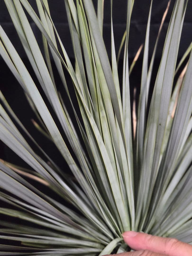 ユッカ ロストラータ (せ) ブルー強め