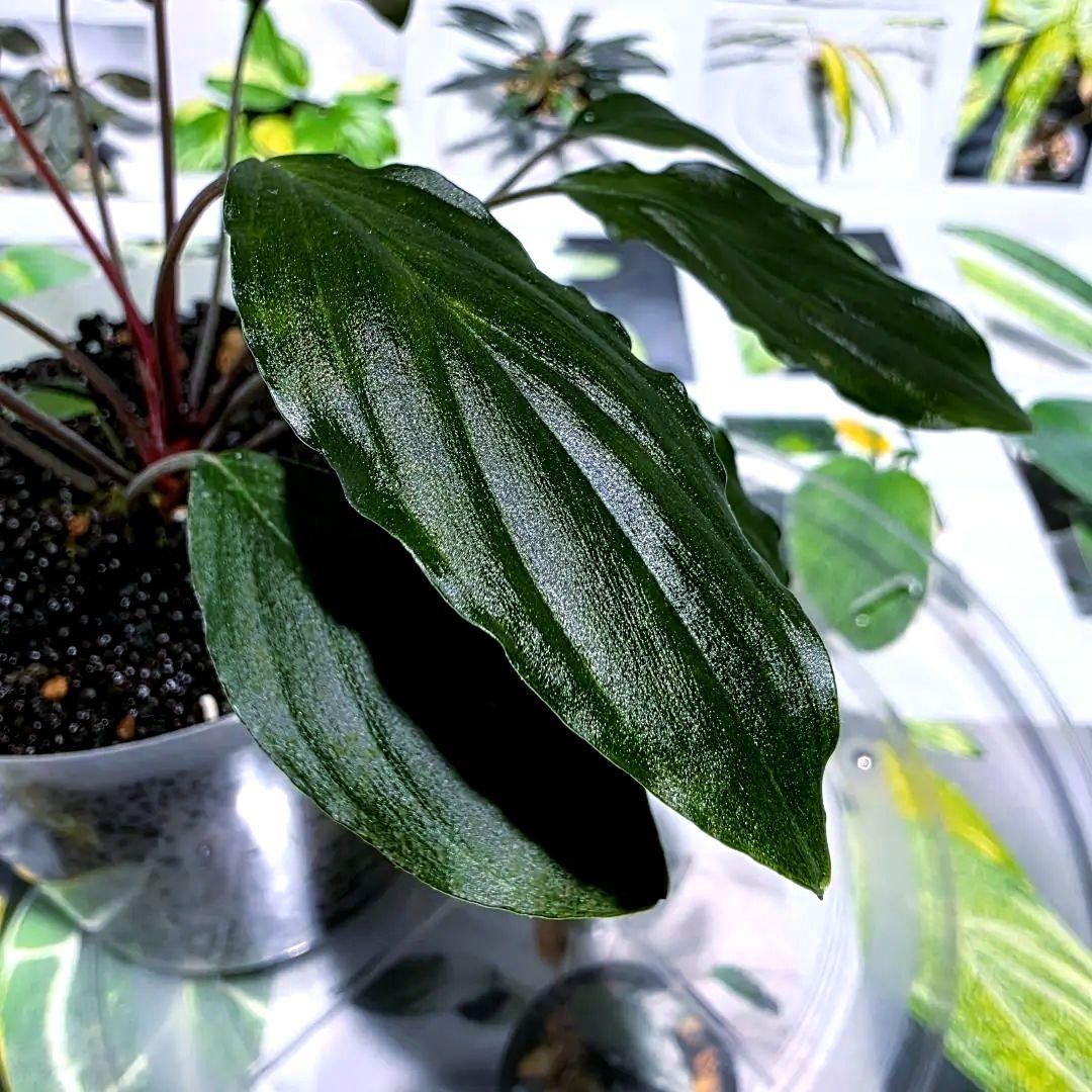 熱帯植物　PP便正規タグ付　ホマロメナsp.\