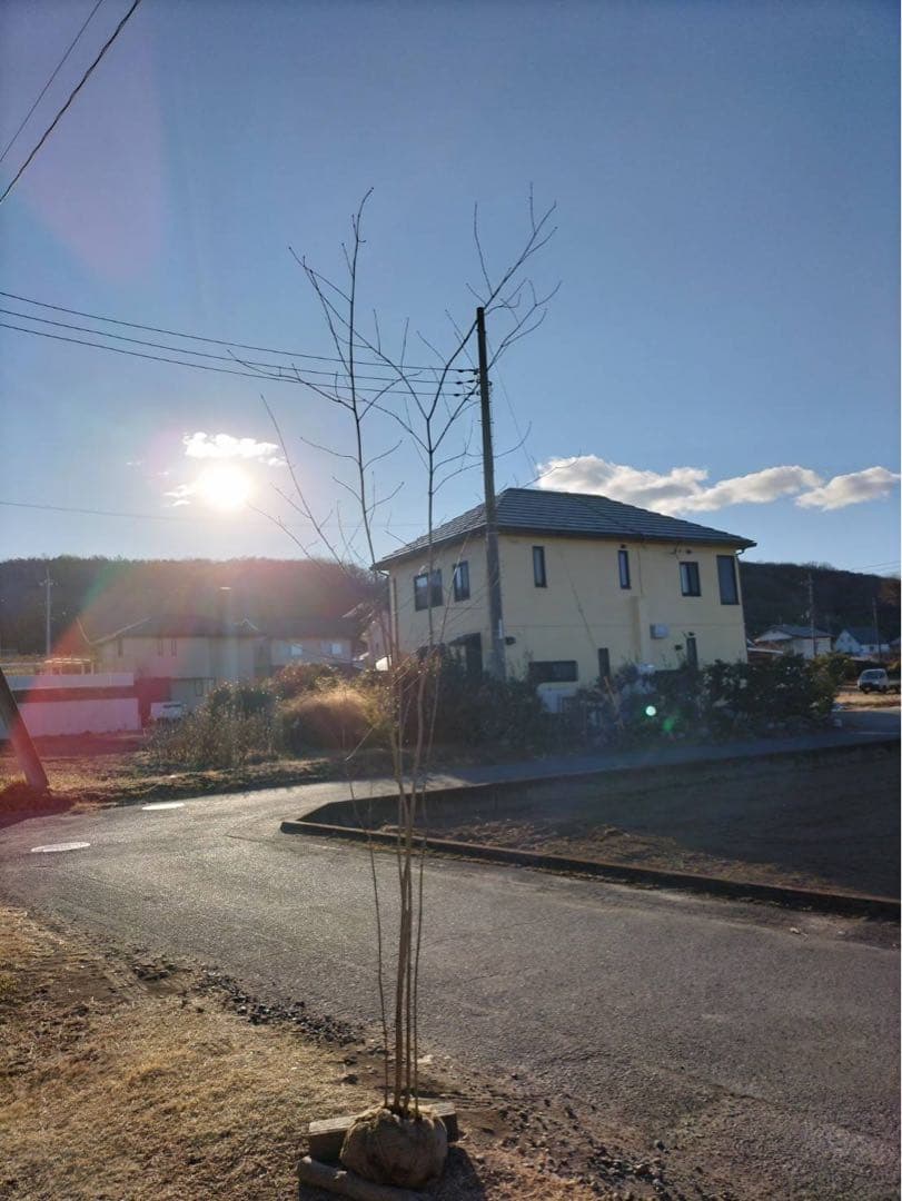 山採り アオダモ 自然樹形 株立ち 5本立ち