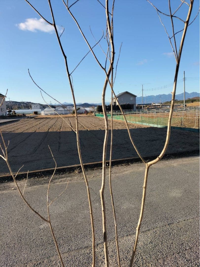 山採り アオダモ 自然樹形 株立ち 5本立ち