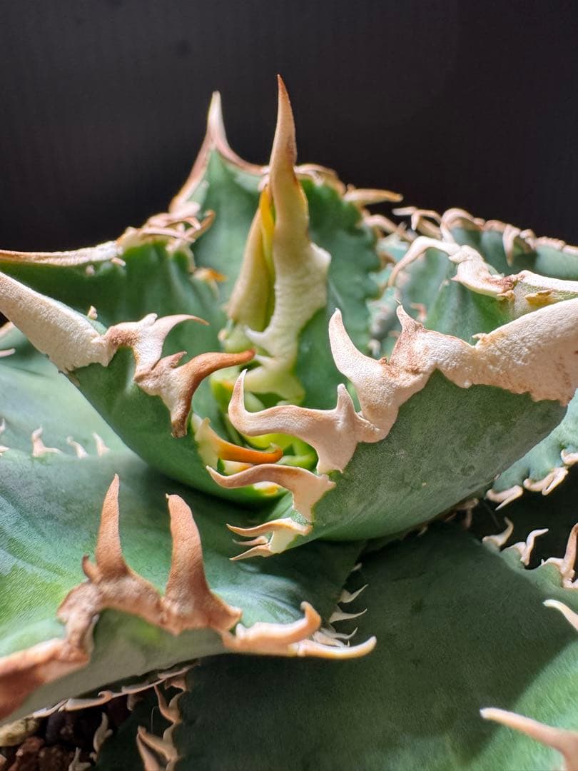 （子株付）アガベ　チタノタ　 大白鯊（ホホジロザメ）