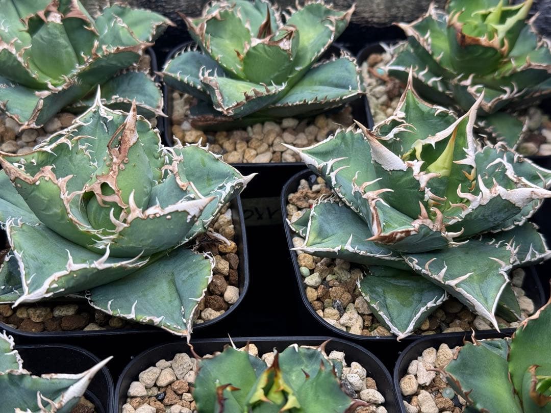 （子株付）アガベ　チタノタ　 大白鯊（ホホジロザメ）