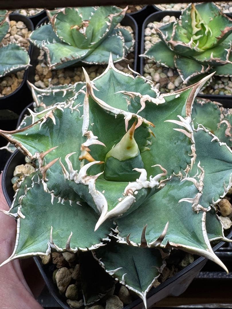 （子株付）アガベ　チタノタ　 大白鯊（ホホジロザメ）