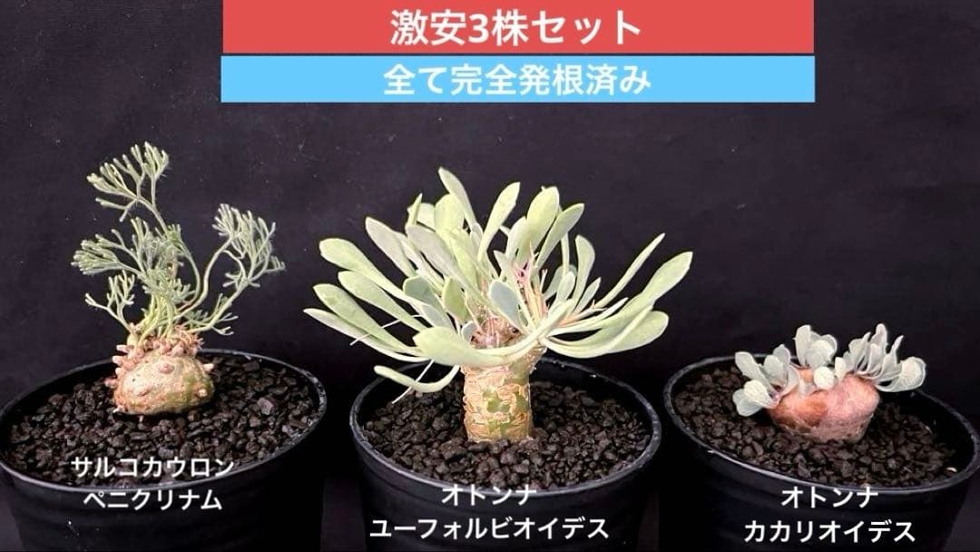 サルコカウロン ペニクリナム ユーフォルビオイデス カカリオイデス 激安セット