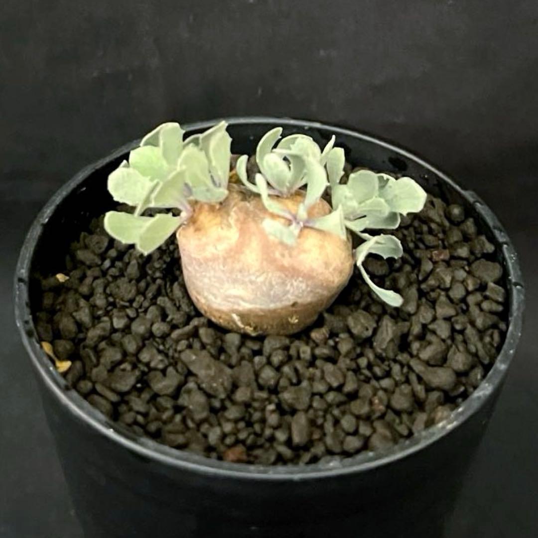 サルコカウロン ペニクリナム ユーフォルビオイデス カカリオイデス 激安セット