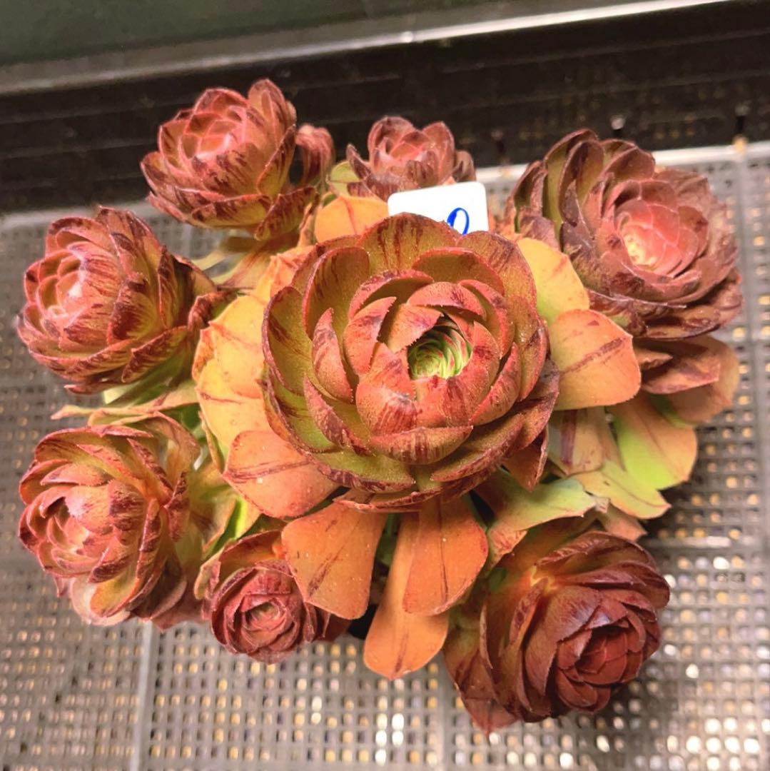 20#多肉植物アエオニウム錦❤️ハロウィンブラック糸引き锦❤️8頭18cm拨き苗