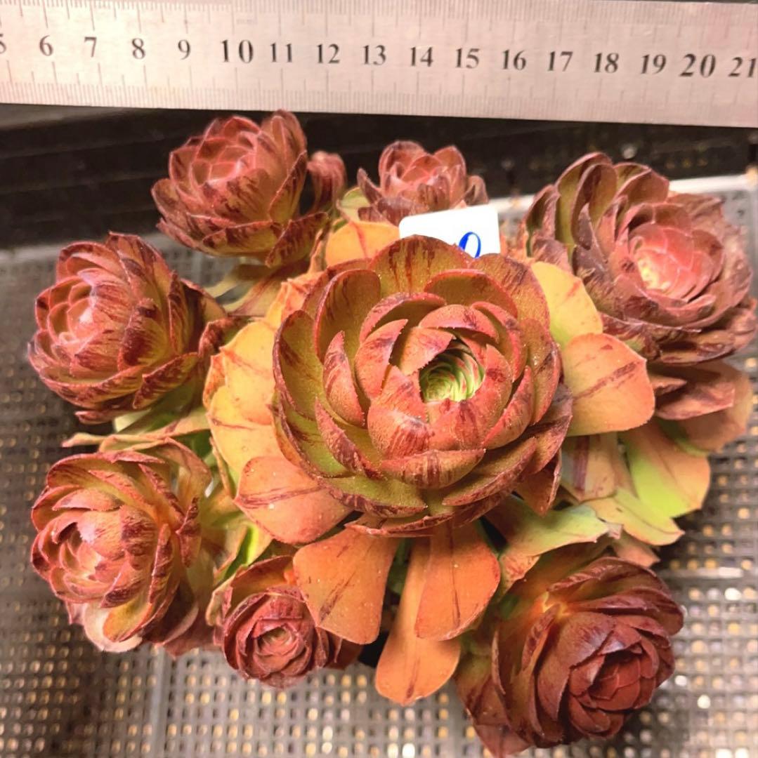 20#多肉植物アエオニウム錦❤️ハロウィンブラック糸引き锦❤️8頭18cm拨き苗