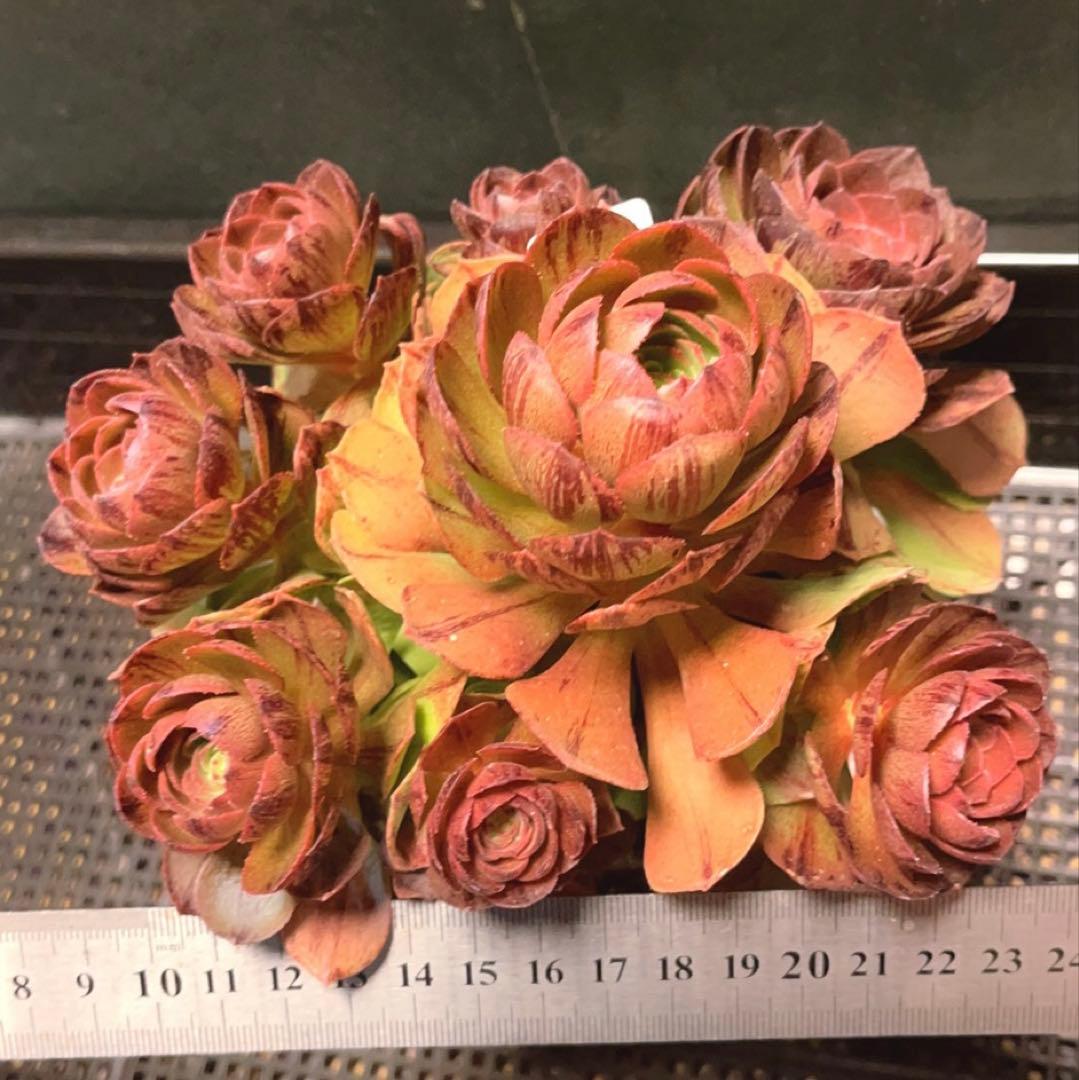 20#多肉植物アエオニウム錦❤️ハロウィンブラック糸引き锦❤️8頭18cm拨き苗