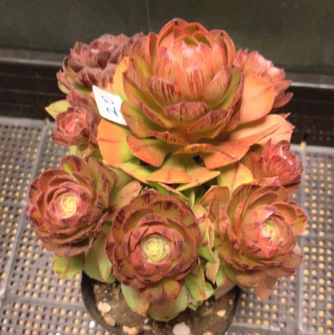 20#多肉植物アエオニウム錦❤️ハロウィンブラック糸引き锦❤️8頭18cm拨き苗