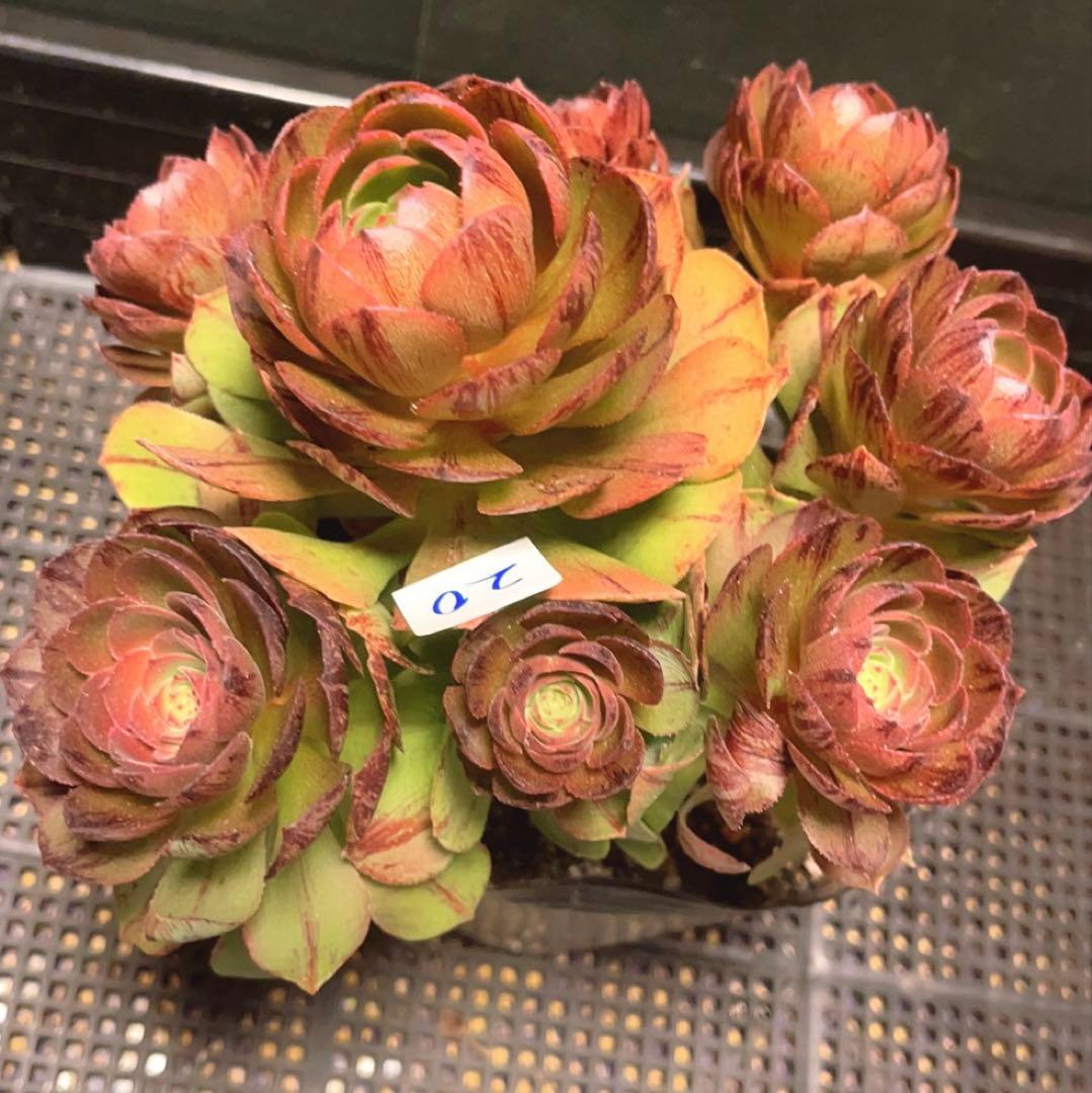 20#多肉植物アエオニウム錦❤️ハロウィンブラック糸引き锦❤️8頭18cm拨き苗