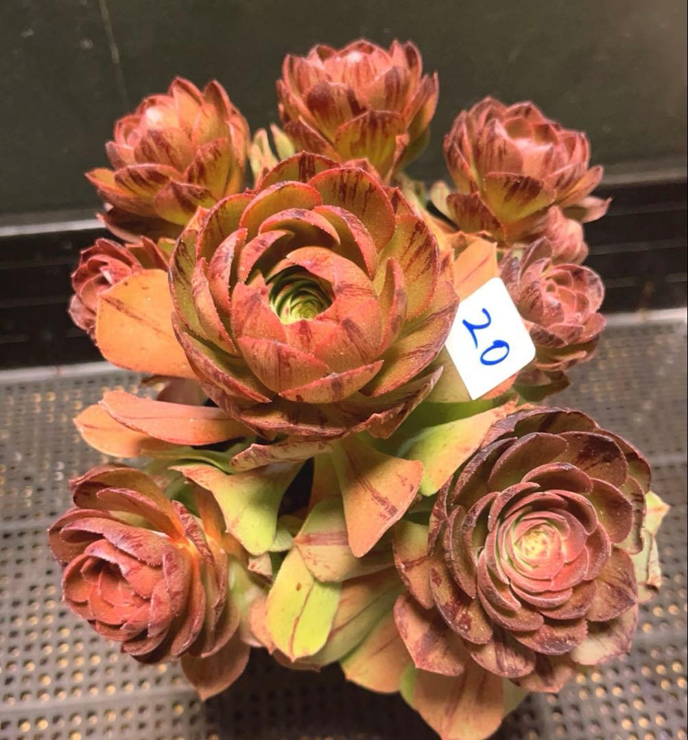 20#多肉植物アエオニウム錦❤️ハロウィンブラック糸引き锦❤️8頭18cm拨き苗