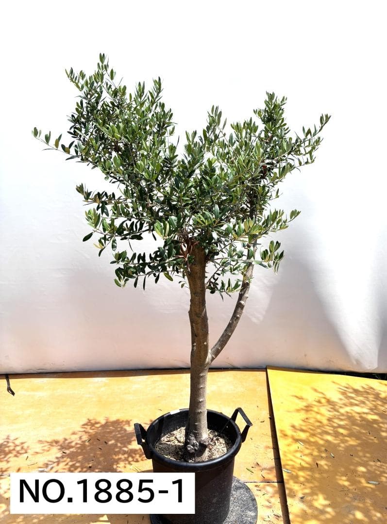 オリーブの木　ネバディロブランコ　約150cm　NO.1885　大型　現品掲載