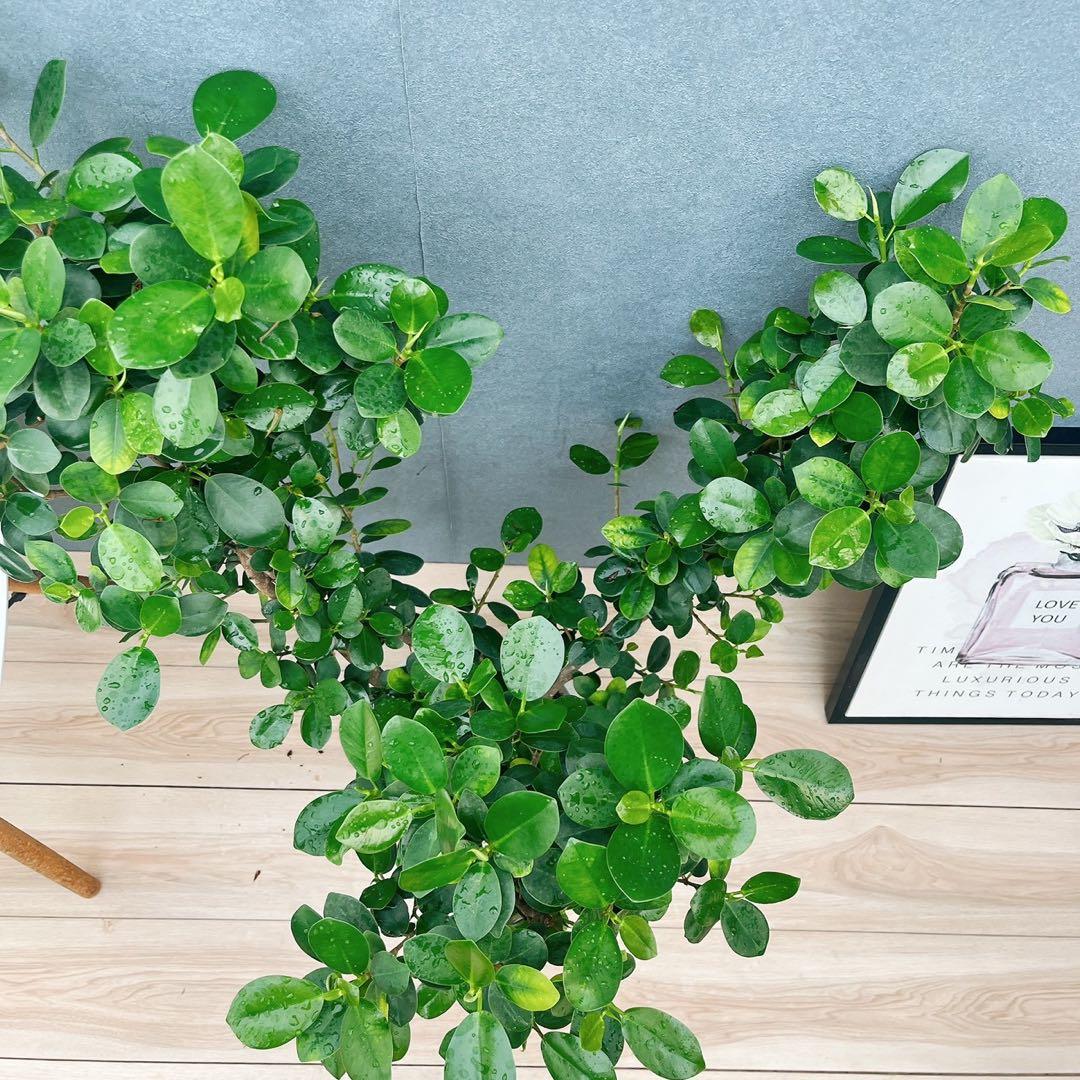 ［現品］【希少】A2 パンダガジュマル　8号　観葉植物　室内　レア　ゴムの木