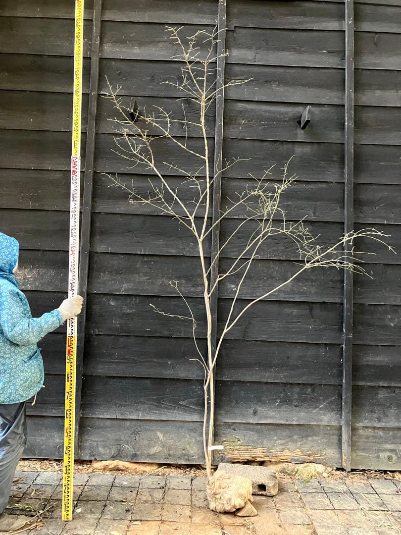 80 山採り　ニシキギ