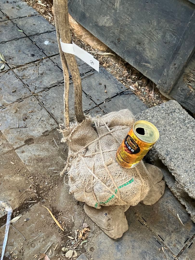 80 山採り　ニシキギ