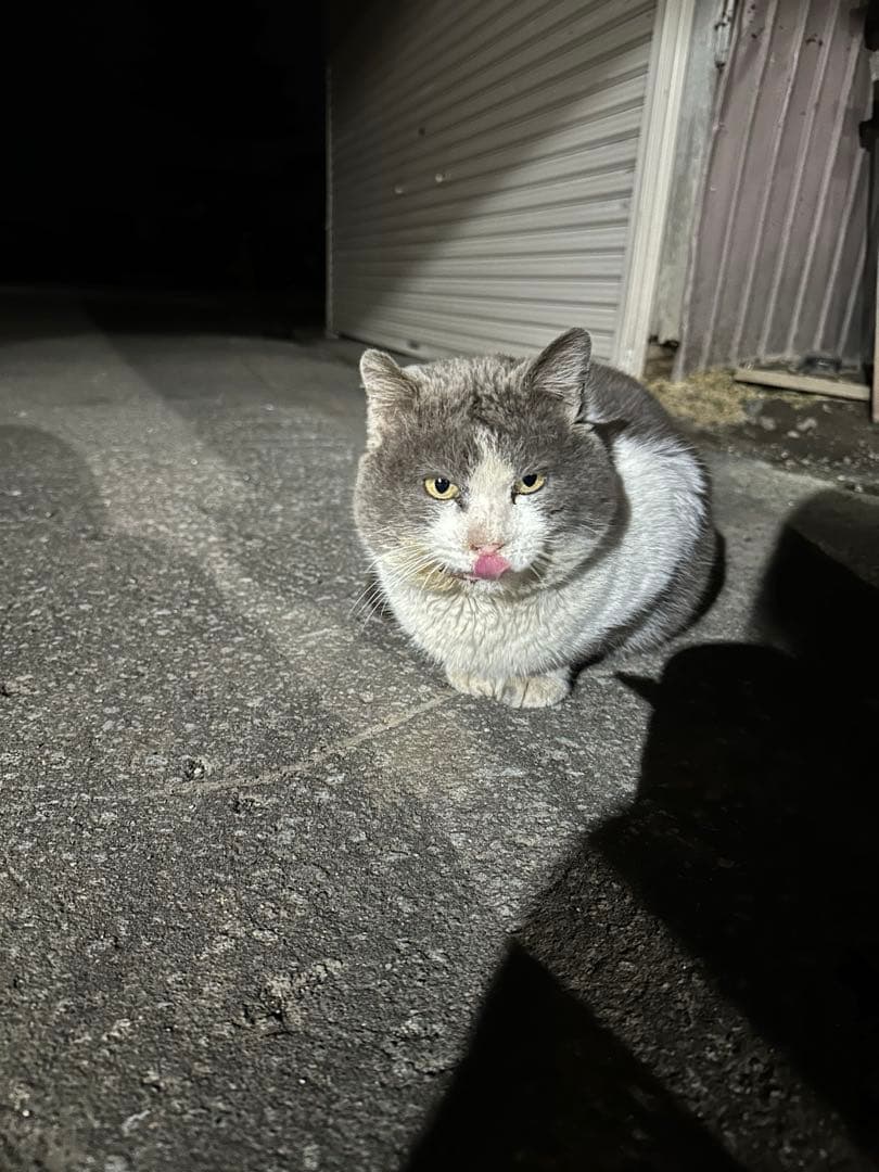 JZX81 シールキット 専用