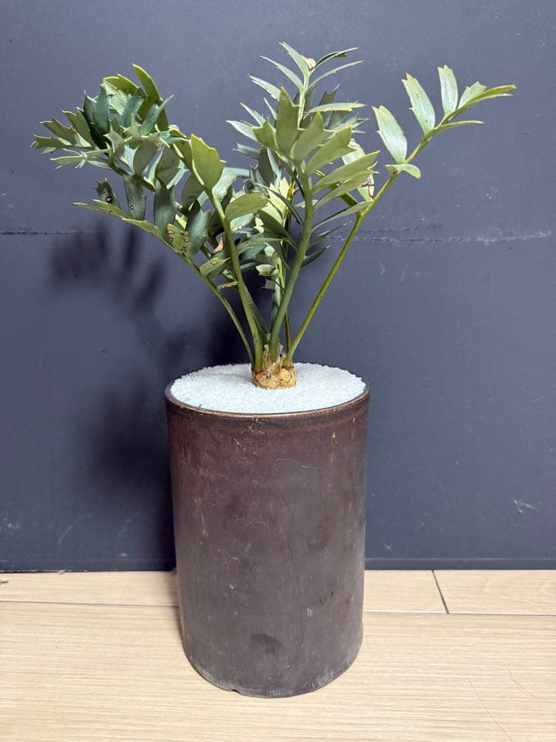 エンセファラルトス　ホリダス