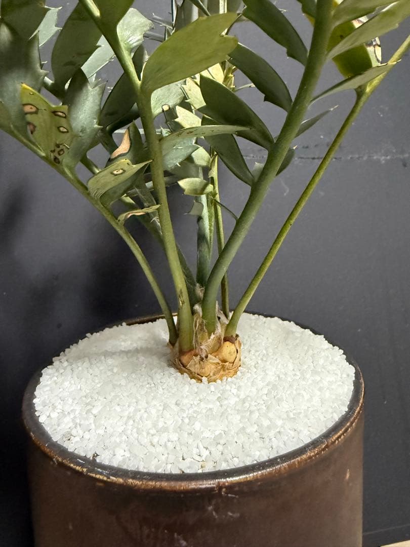 エンセファラルトス　ホリダス