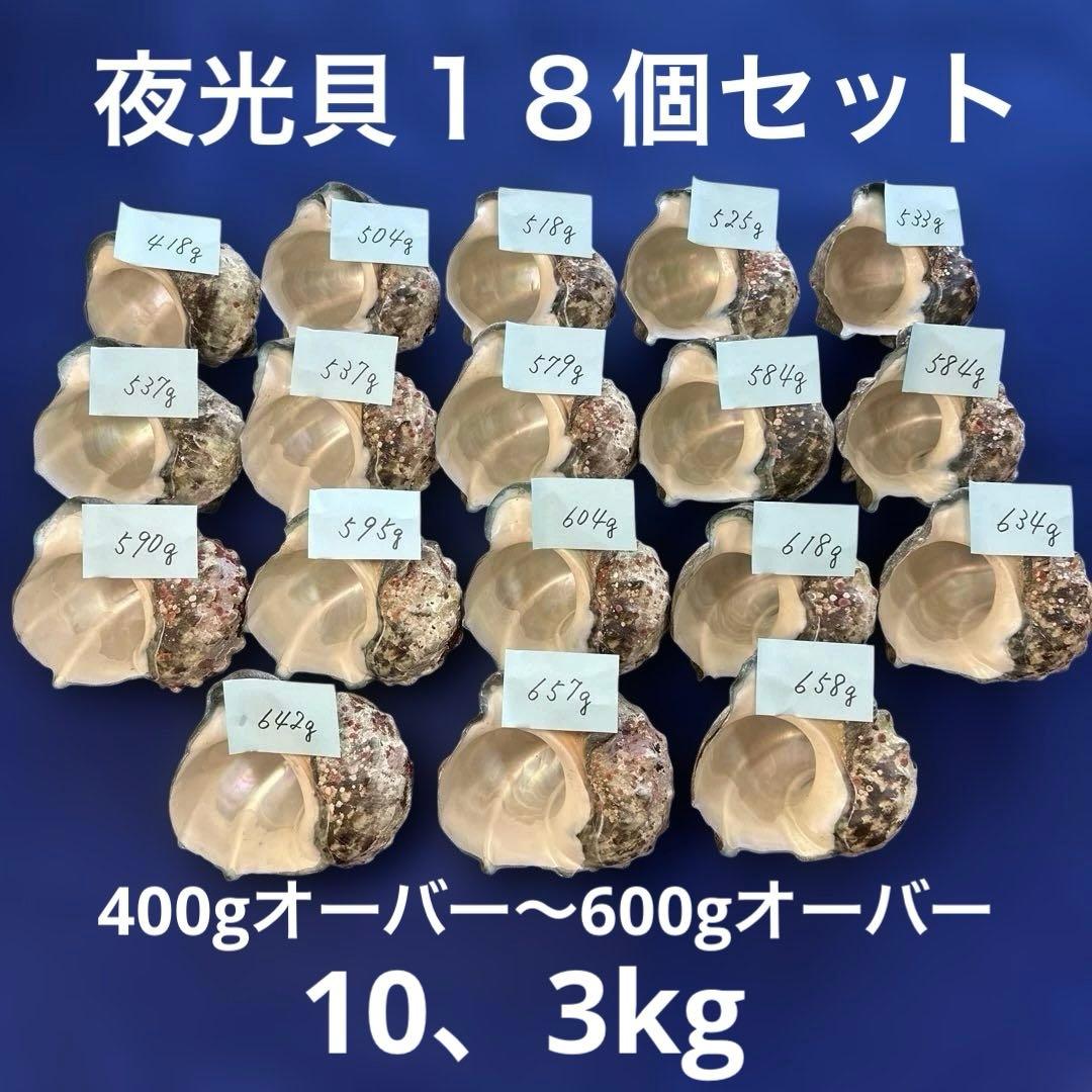 夜光貝　ヤコウ貝　まとめ売り　18個　10、3kg アクセサリー　ルアー