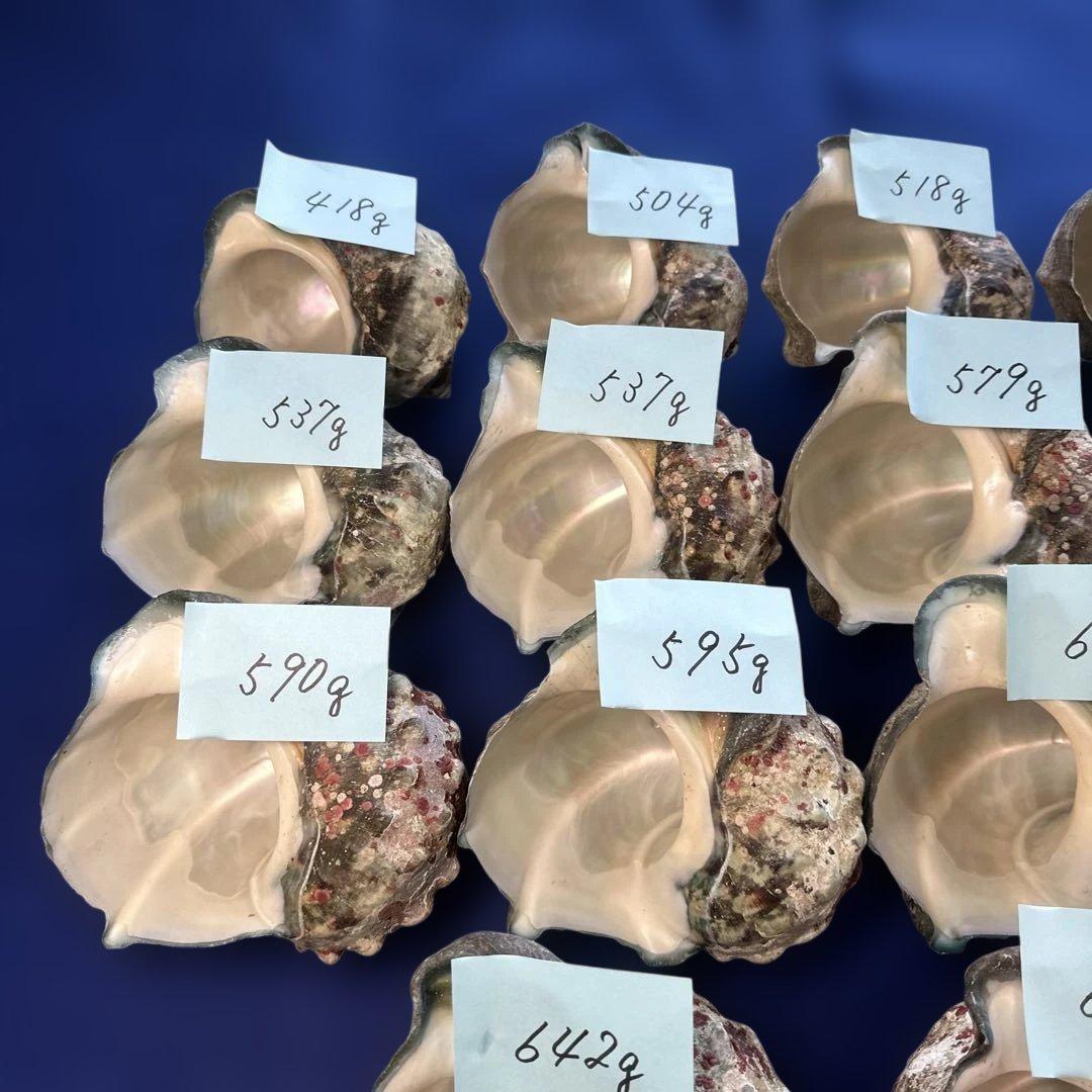 夜光貝　ヤコウ貝　まとめ売り　18個　10、3kg アクセサリー　ルアー