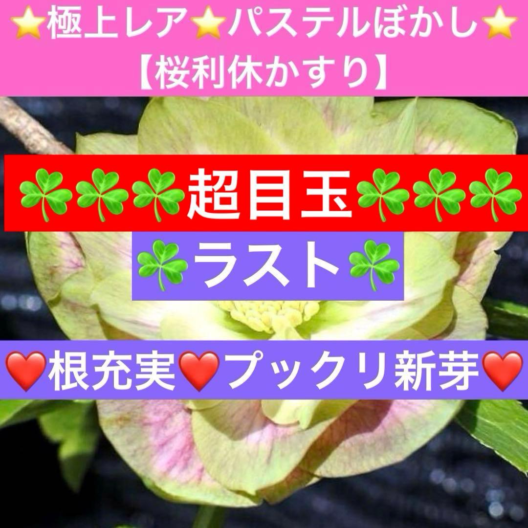 i*u様 ☘️ラスト☘️根充実❤️プックリ新芽❤️469⭐️極上レア⭐️パステル