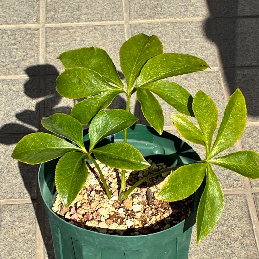 i*u様 ☘️ラスト☘️根充実❤️プックリ新芽❤️469⭐️極上レア⭐️パステル