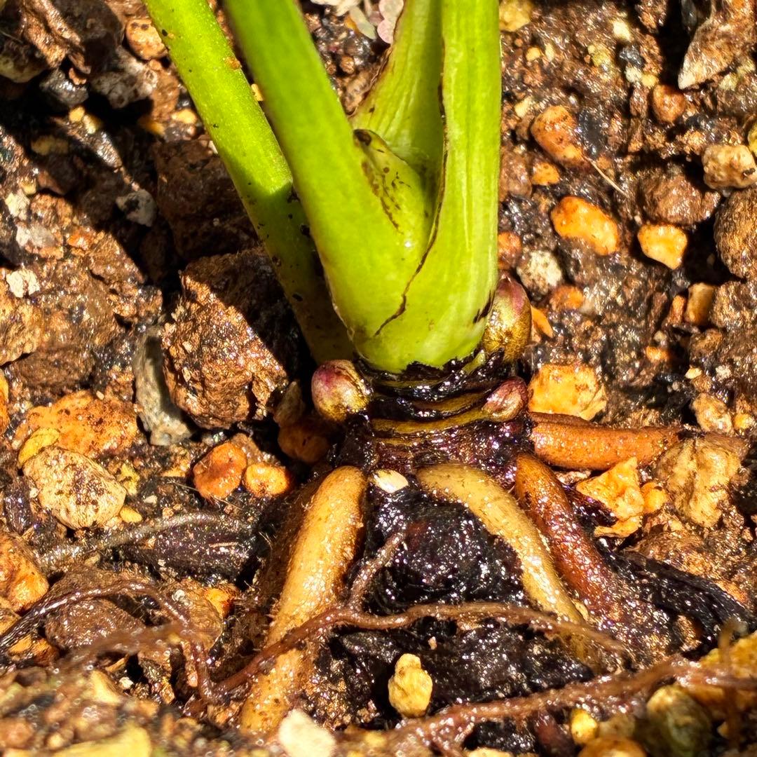 i*u様 ☘️ラスト☘️根充実❤️プックリ新芽❤️469⭐️極上レア⭐️パステル