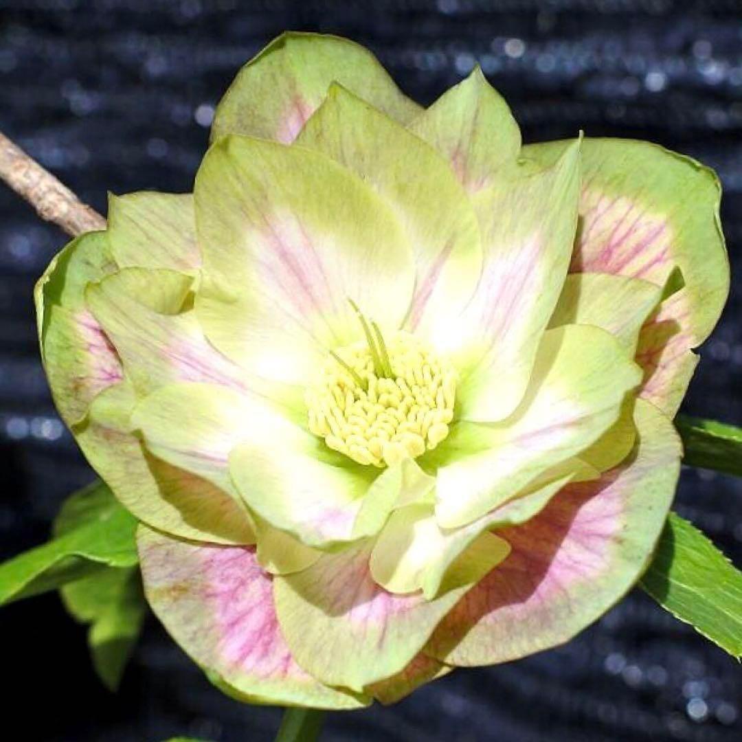 i*u様 ☘️ラスト☘️根充実❤️プックリ新芽❤️469⭐️極上レア⭐️パステル