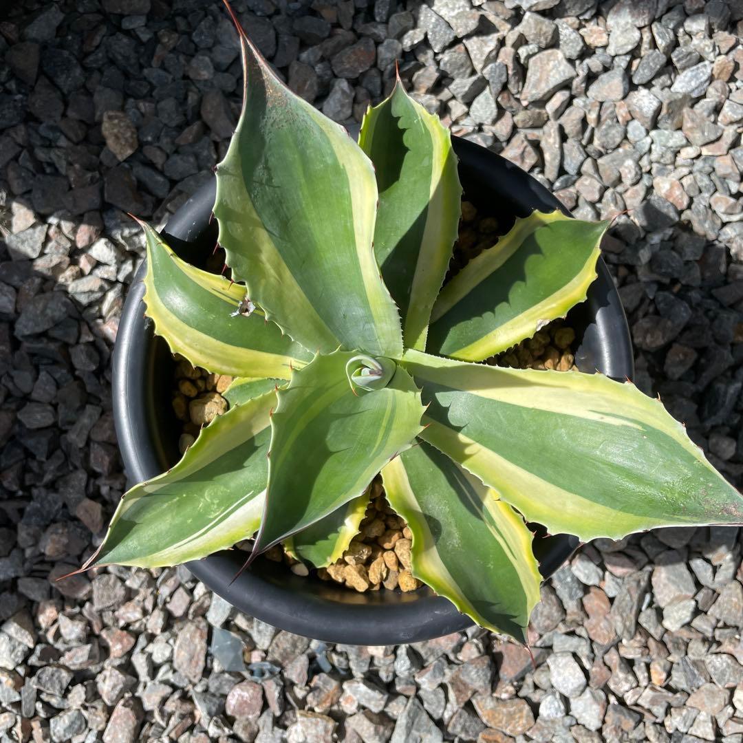 アガベ② オバティフォリア　オルカ 7号（鉢サイズ21cm）