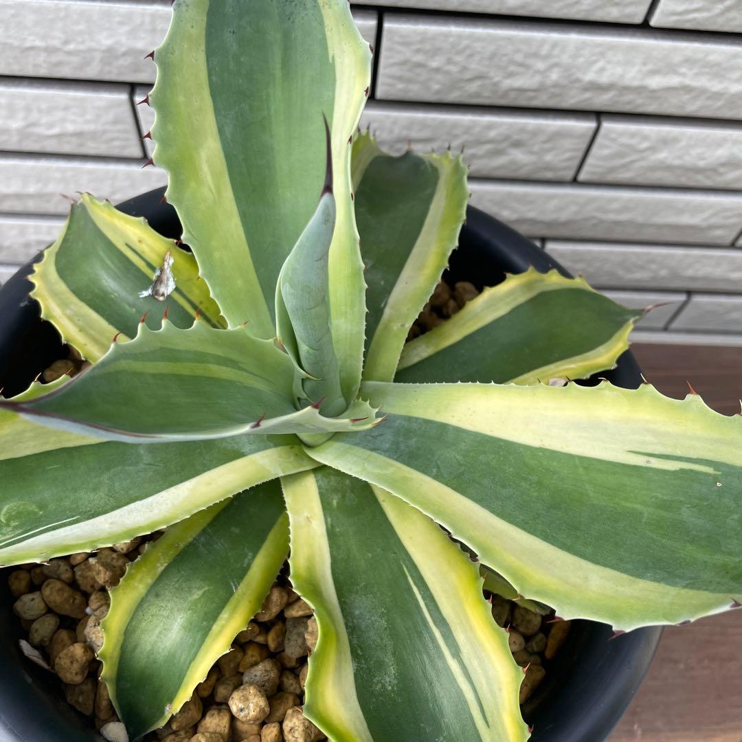 アガベ② オバティフォリア　オルカ 7号（鉢サイズ21cm）