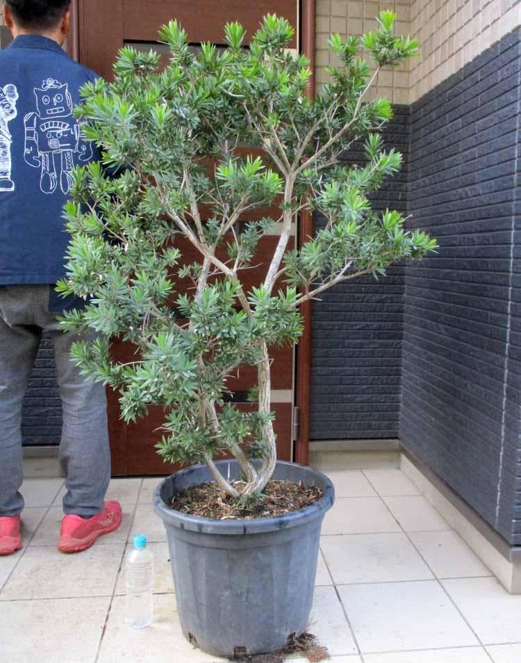 【現品】矮性　キンポウジュ・カリステモン・リトルジョン（金宝樹）15号　A17番