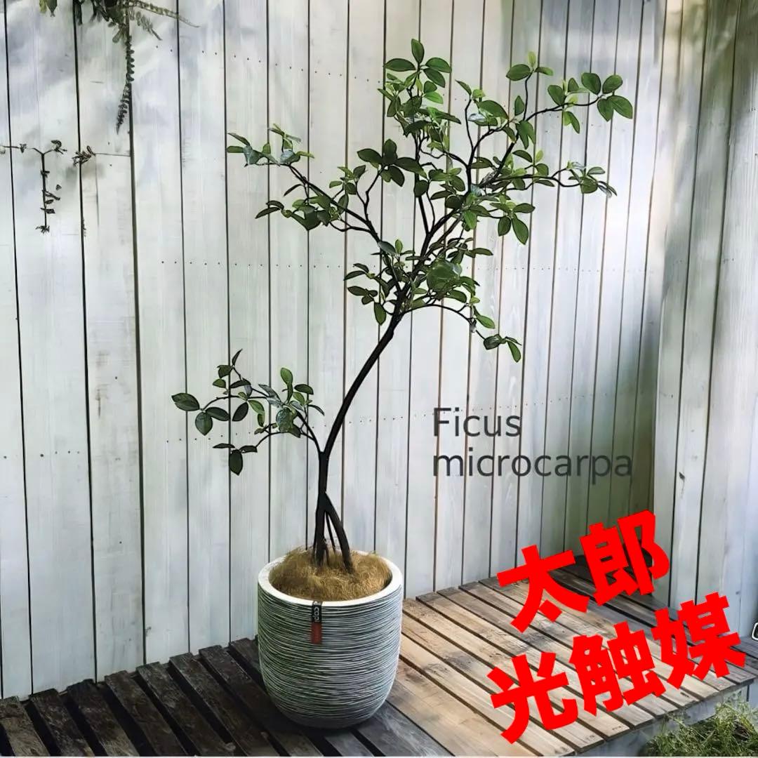 光触媒　人工観葉植物　ウォールグリーン　フェイクグリーン　ガジュマル180FST
