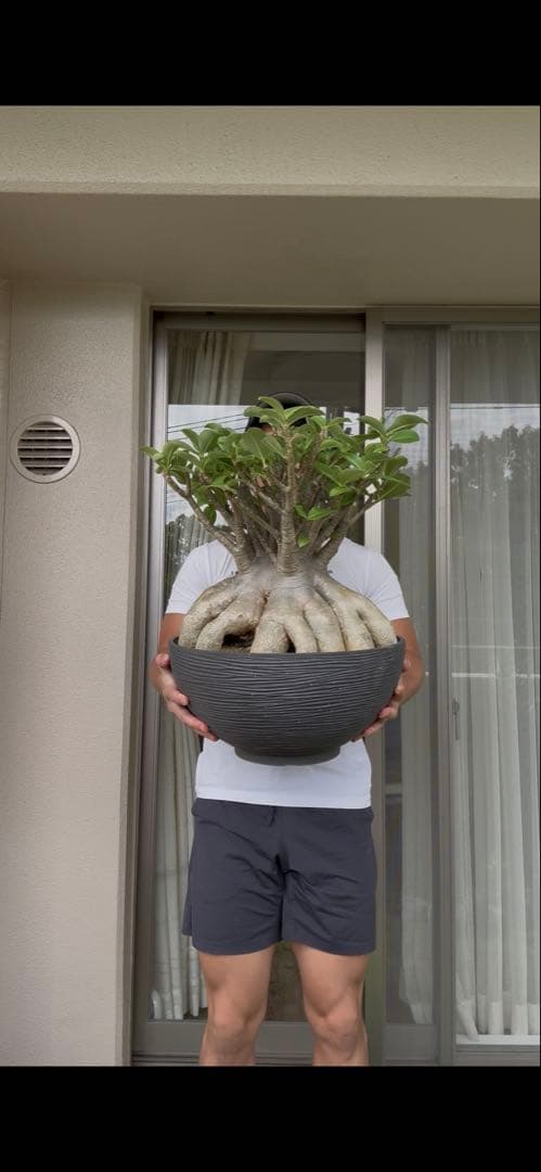 アデニウム　アラビカム　タイ産