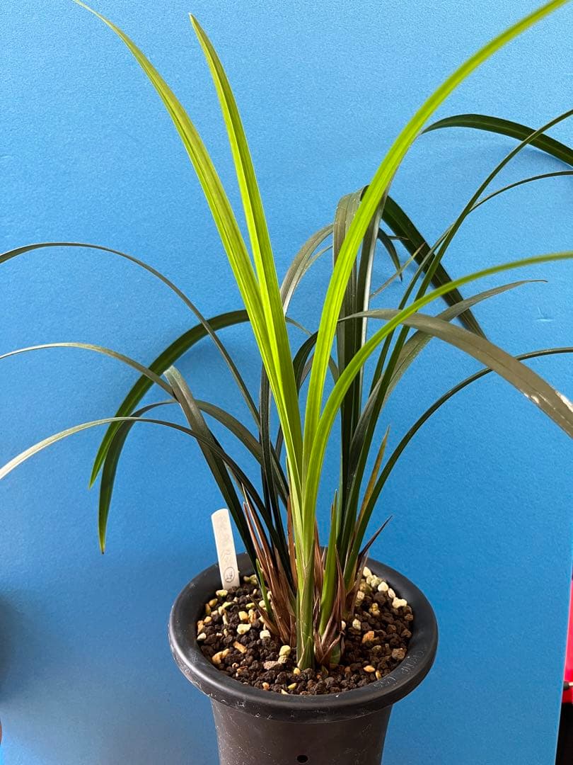 ☆薩摩寒蘭　紫尾の谷　紫尾山　銘花　送料込み☆