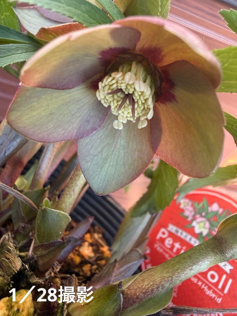 【未株分】横山園芸 クリスマスローズ プチドール 原種系フラッシュ