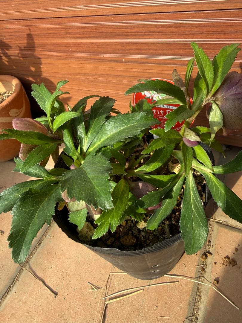 【未株分】横山園芸 クリスマスローズ プチドール 原種系フラッシュ