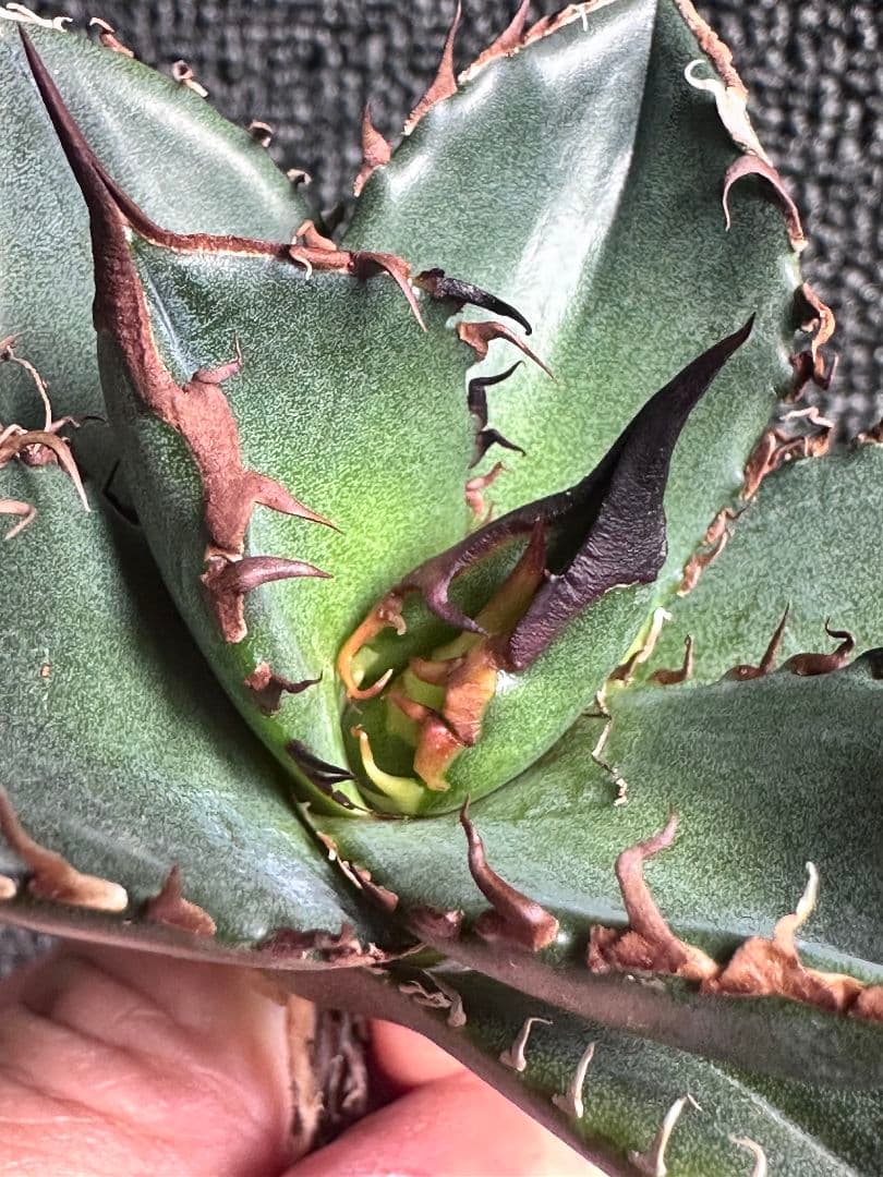 カ*パ様 2177アガベ チタノタ 緑犀牛 強棘 大甲蓋 子株