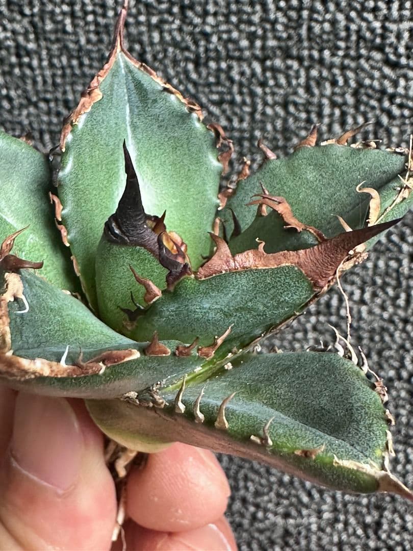 カ*パ様 2177アガベ チタノタ 緑犀牛 強棘 大甲蓋 子株