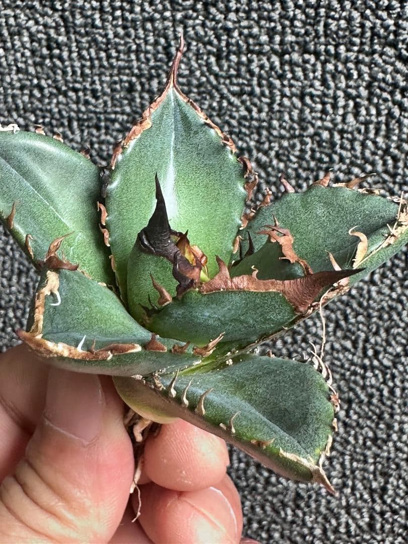 カ*パ様 2177アガベ チタノタ 緑犀牛 強棘 大甲蓋 子株